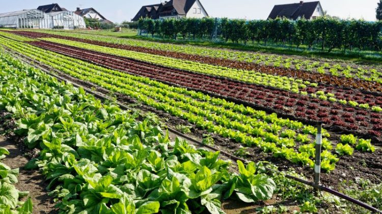 Rows of Colorful Crops Growing on Farm Land