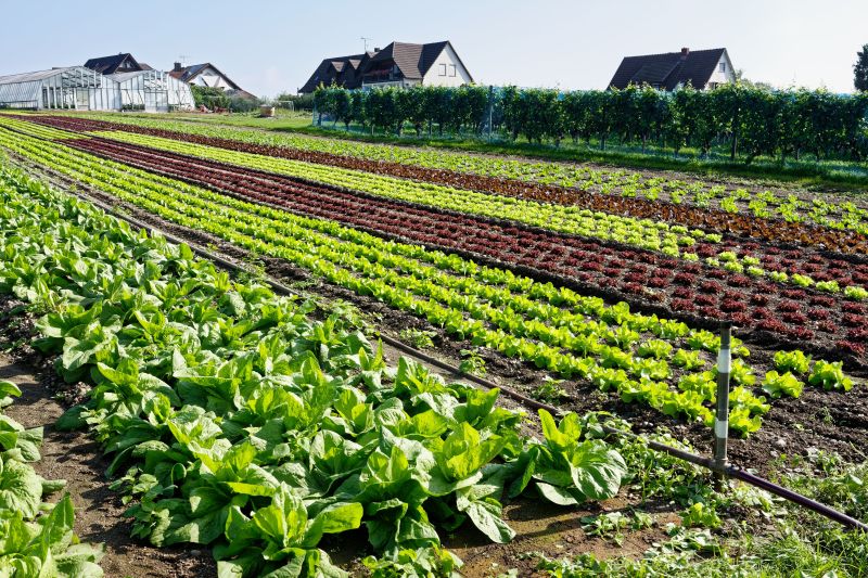 Rows of Colorful Crops Growing on Farm Land