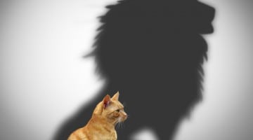 Cat with the lion shadow