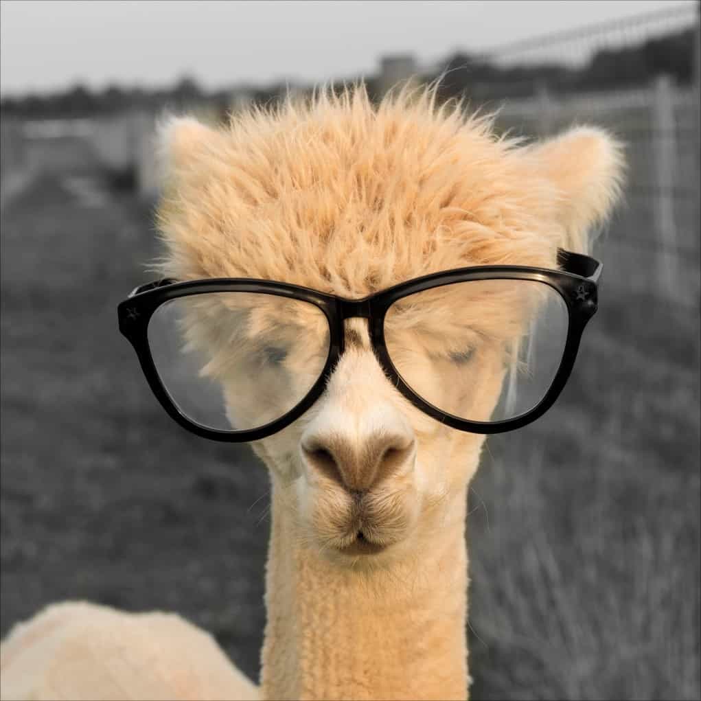 Llama wearing glasses