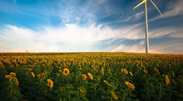 Green energy – wind turbine in field of sunflowers
