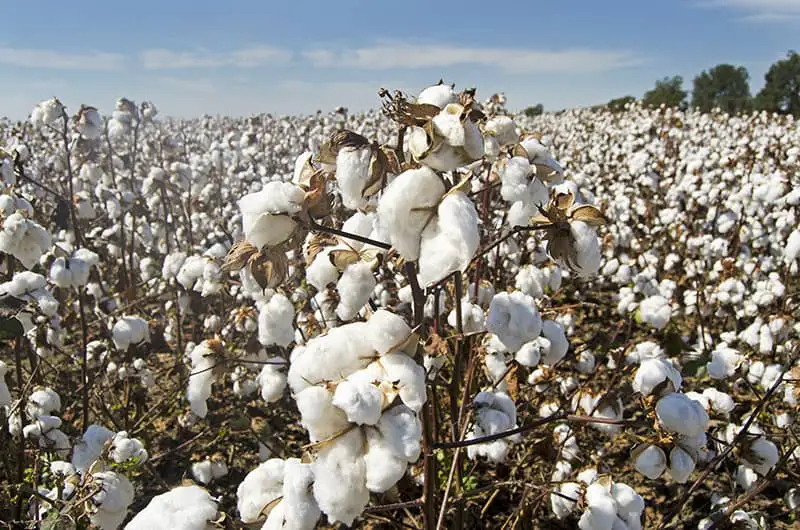raw cotton crop in the field