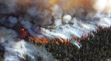 Wildfire season - forest wildfire blaze smoke trees