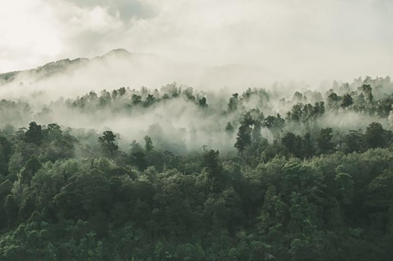Tackling climate change - rainforest with low cloud