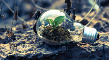 Clear lightbulb planter on the grey rock on the ground