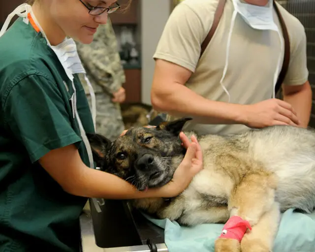 Can You Go Straight To Vet School After High School Business Partner 