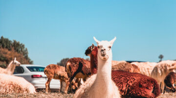 Photo of Alpacas on the ground