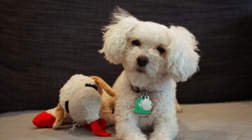 White puppy beside his dog toy