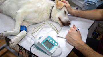 dog laying on the bed undergo blood pressure check up
