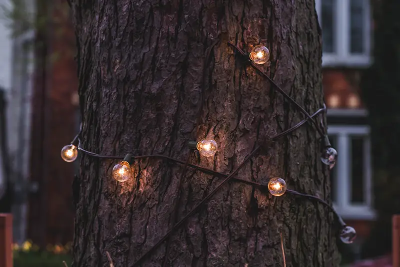light bulbs wrap around the tree