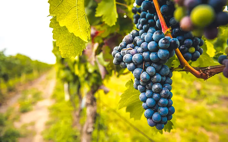 Grape field growing for wine