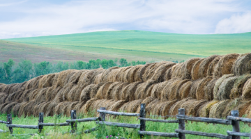 Dry hay rolled and stacked at field