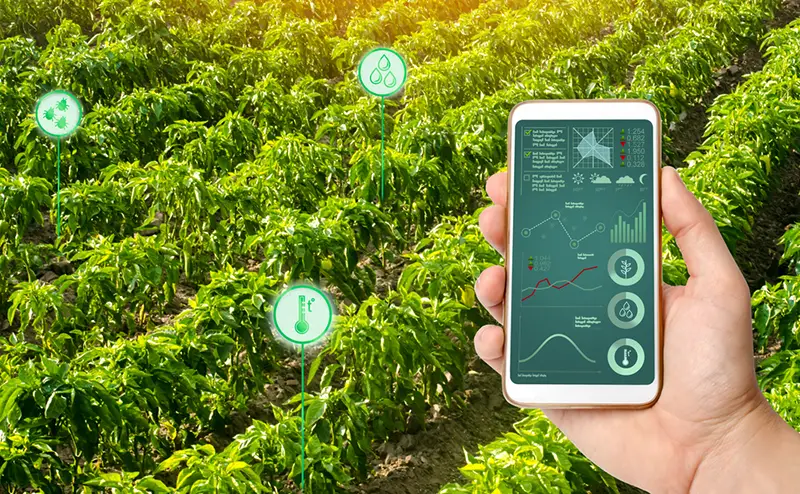 A man with a smartphone analyzes the state of the crop on the field