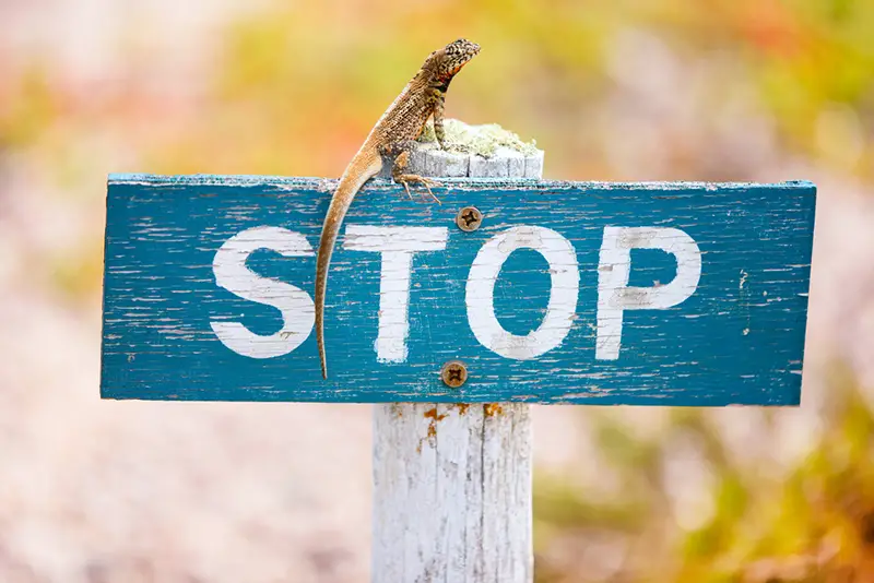 STOP signage on wooden board