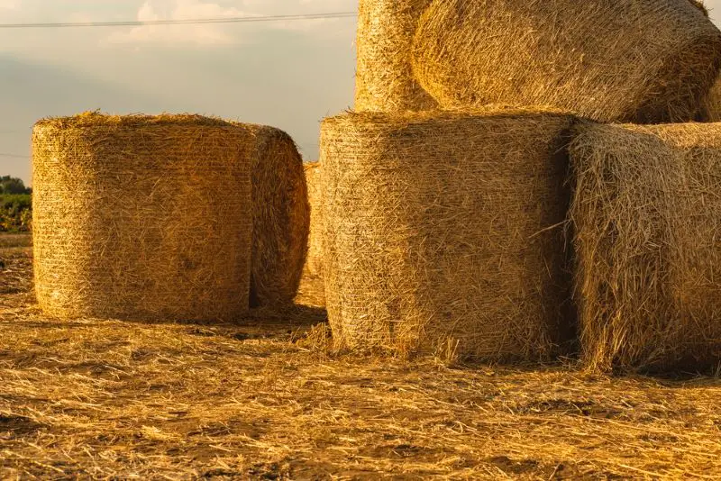 Round haystacks lie and stand on other bales in the field