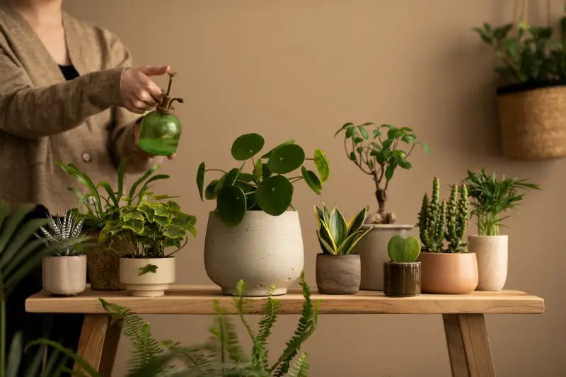 Botanic living room interior with woman watering flowers, plants in flowerpots