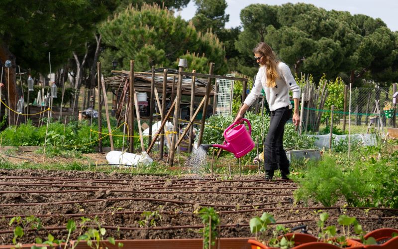 Young woman watering vegetable garden in community allotment