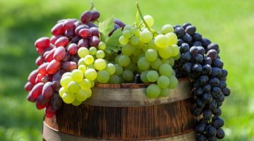 Various colorful grapes on wine barrel on outdoor sunny garden