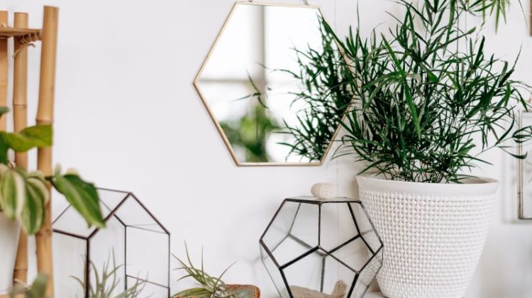 Potted Plant and Geometric Decor in Bright Room