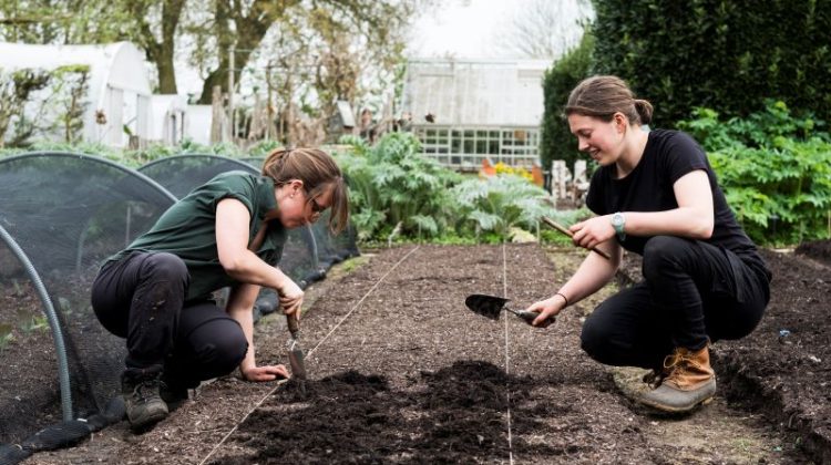 Two women working on a freshly laid bed of soil in a vegetable garden.