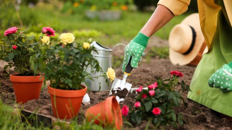 Woman in gloves working in the garden with tools in garden, closeup. Transplanting beautiful flowers.