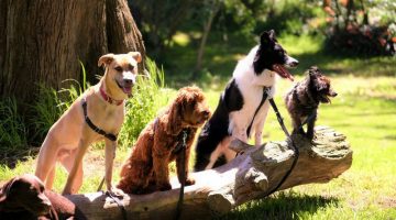 photo of dogs on tree log