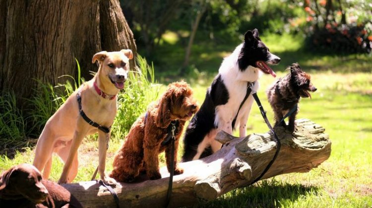 photo of dogs on tree log