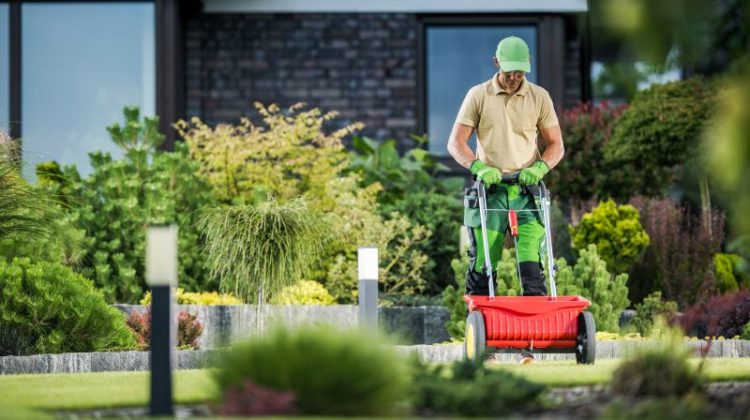 Lawn care professional using a fertilizer spreader while maintaining a landscaped residential property